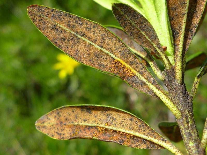 Болезни рододендронов и их лечение, почему рододендрон желтеет, сохнет и гниет | мир садоводства