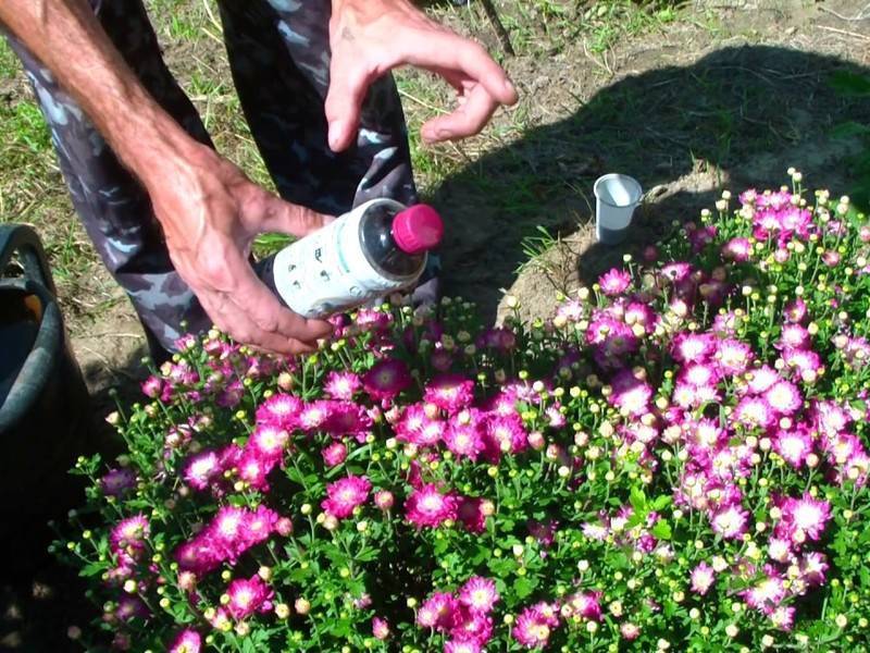 Как выращивать хризантемы в саду