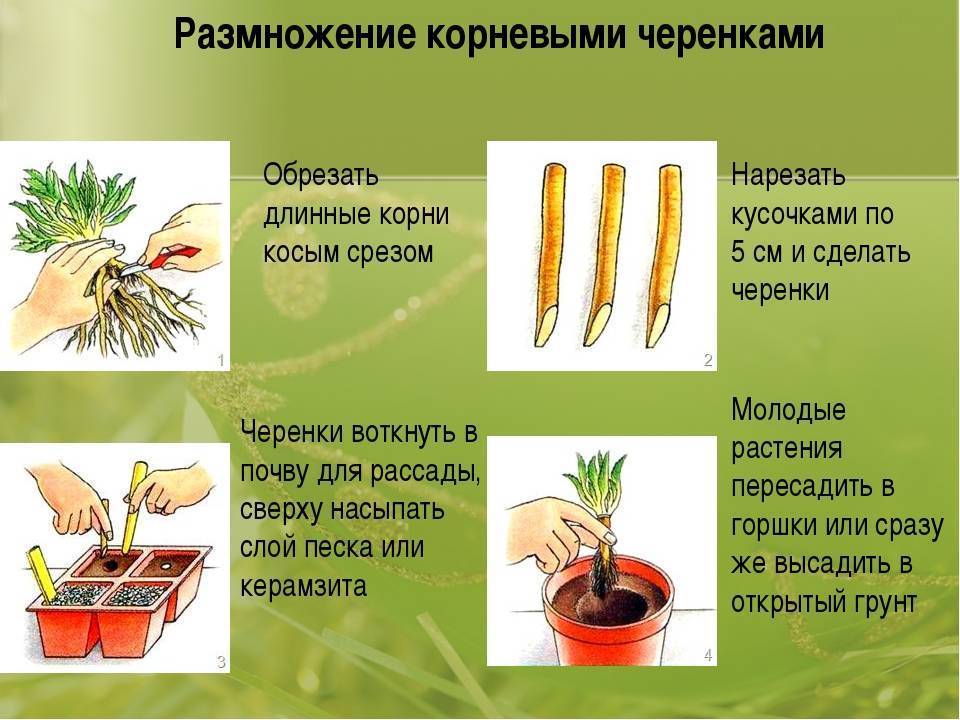 Вегетативное размножение комнатных растений: способы и их описание, выбор наилучшего метода в вашем случае