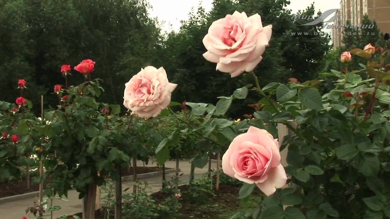 Роза афродита: фото, описание спрей розы | qlumba.com