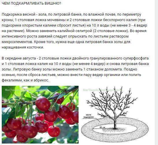 Календарь подкормок плодовых деревьев 2021: какие удобрения вносить под плодовые деревья по графику