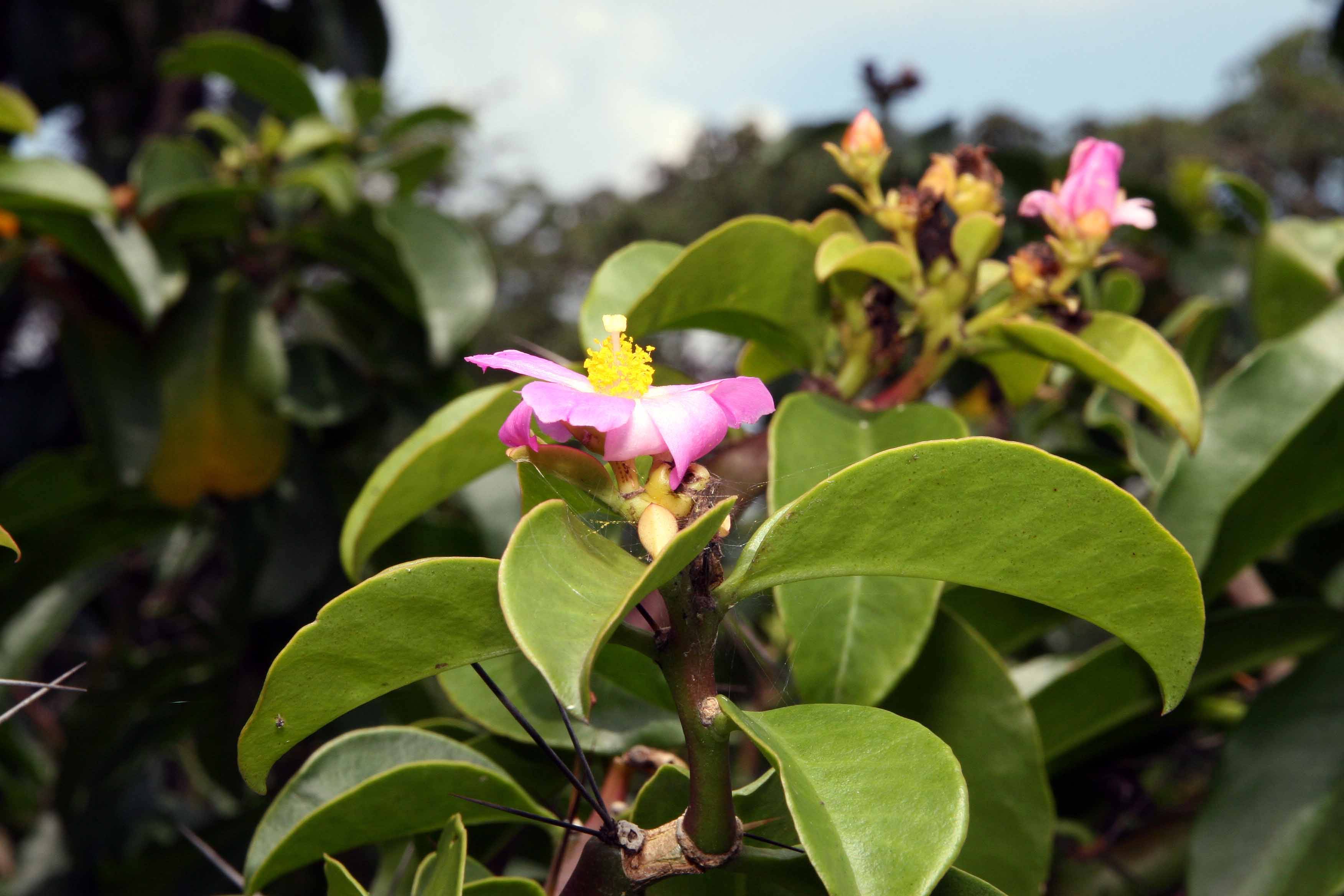 Переския — цветущий лиственный кактус