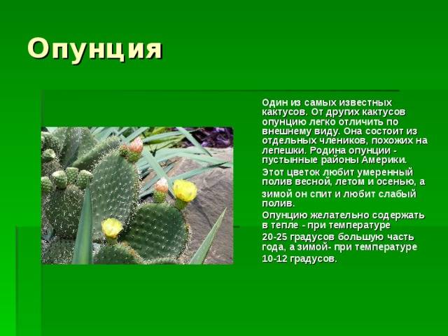 Плоды кактуса опунция: как едят, полезные свойства, вкус