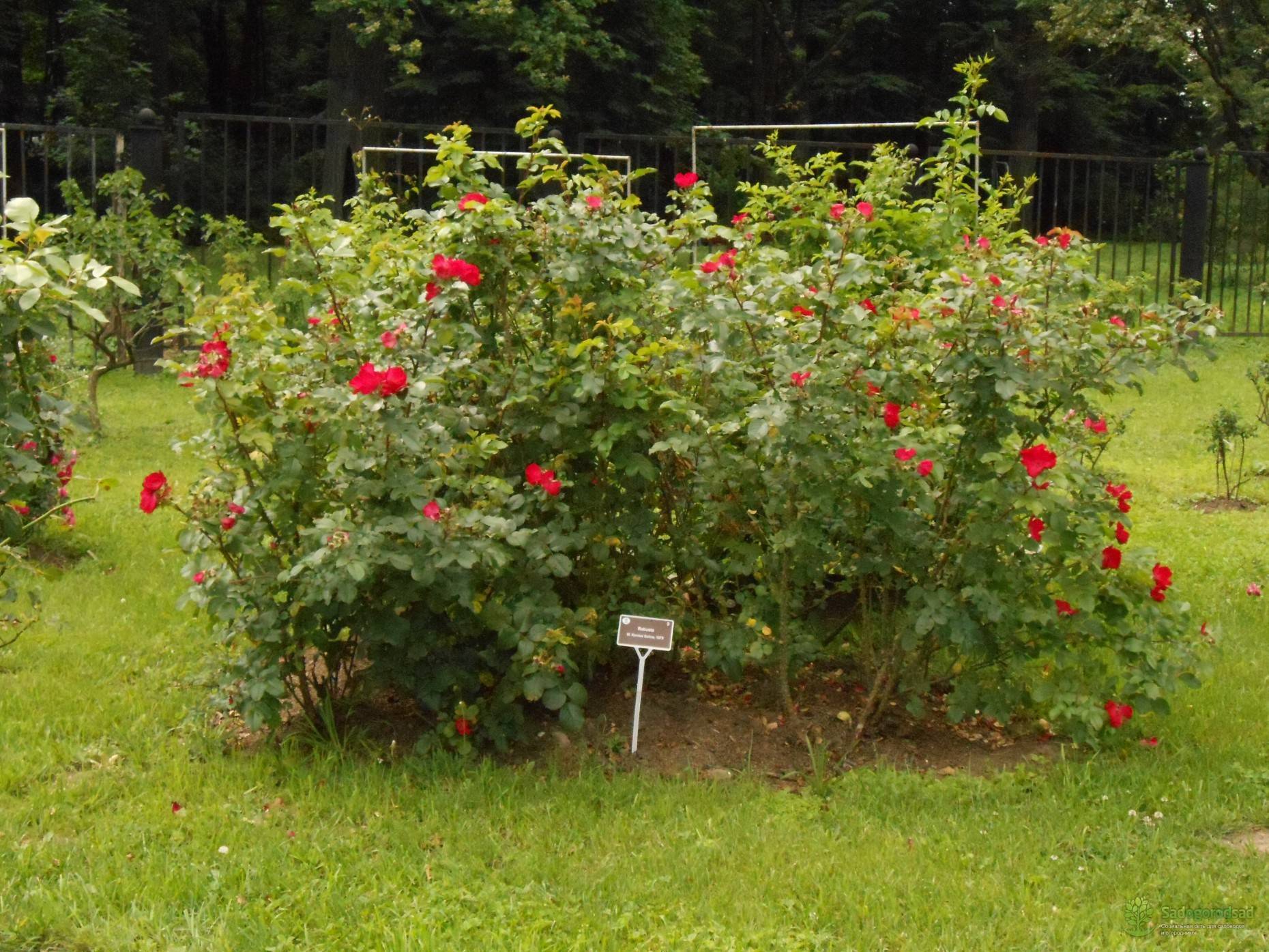 Цветок парковая роза: описание растения, известные сорта, правила посадки и выращивания