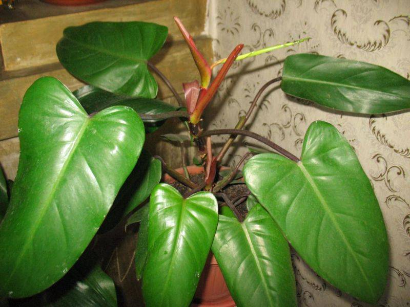 Филодендрон: особенности выращивания тропического красавца