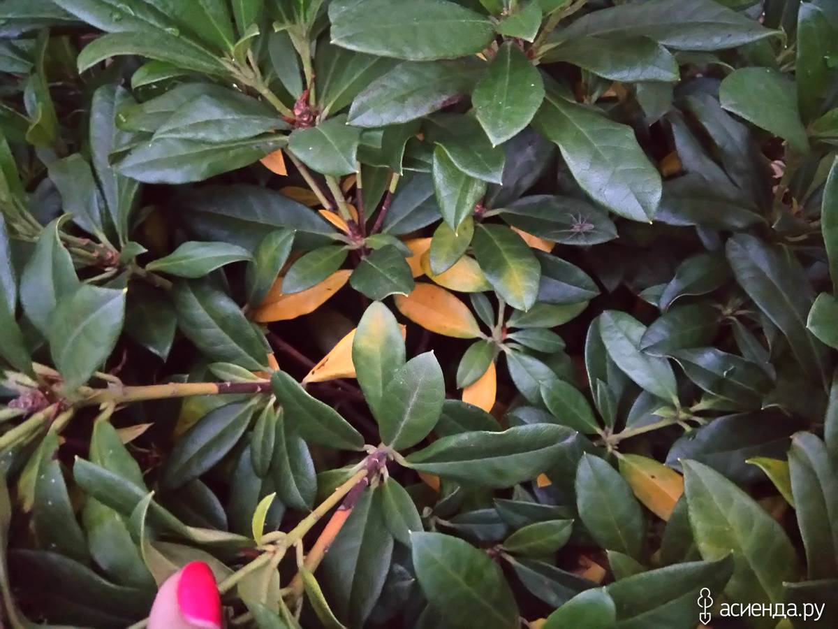 Почему у рододендрона желтеют и опадают листья осенью. как поливать рододендрон? | зелёный сад