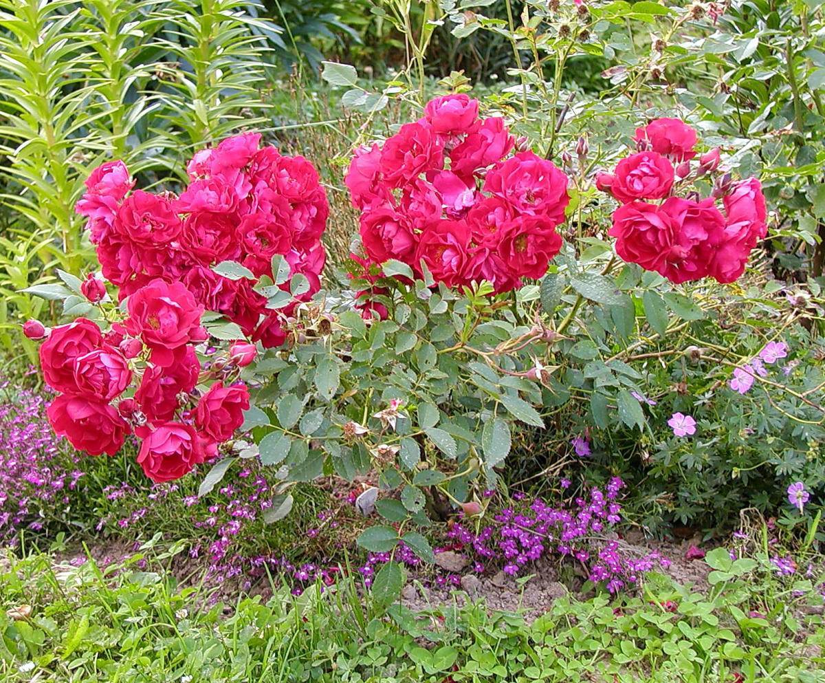 Украшение сада: английская роза уильям шекспир