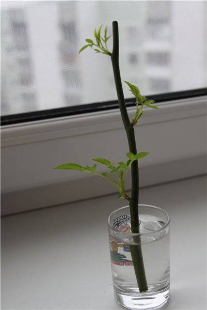Как посадить отростки розы в домашних условиях? - sadovnikam.ru