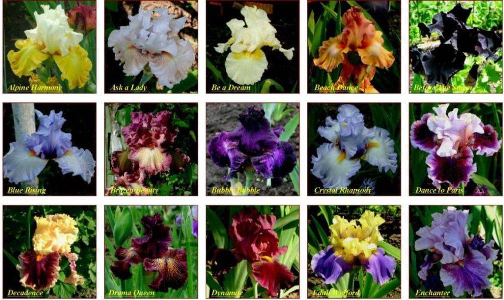 Цветок ирис: описание, популярные сорта, особенности выращивания - sadovnikam.ru