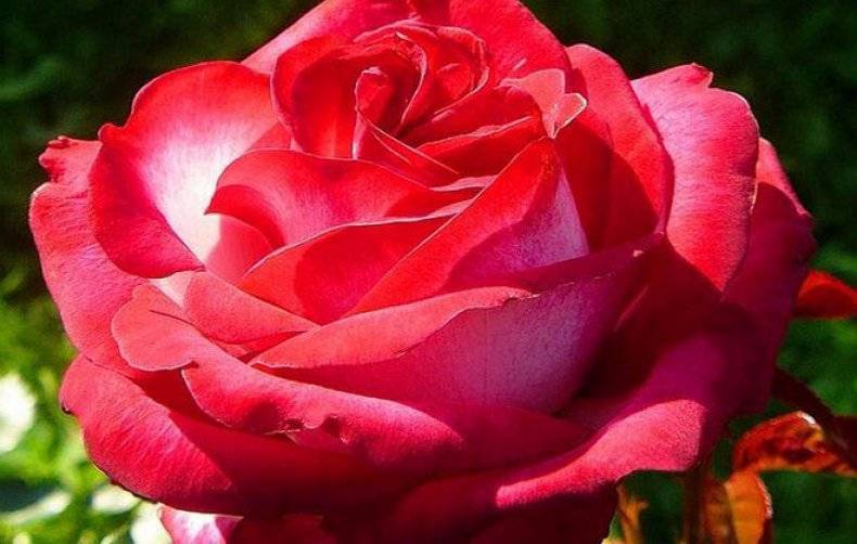 Сорт розы ферст леди «первая леди»: как посадить и ухаживать за срезочным шрабом