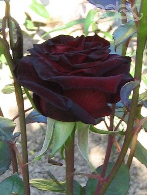 Роза черный принц представляет собой чайно-гибридную розу с темно-бордовыми цветами с черным отливом