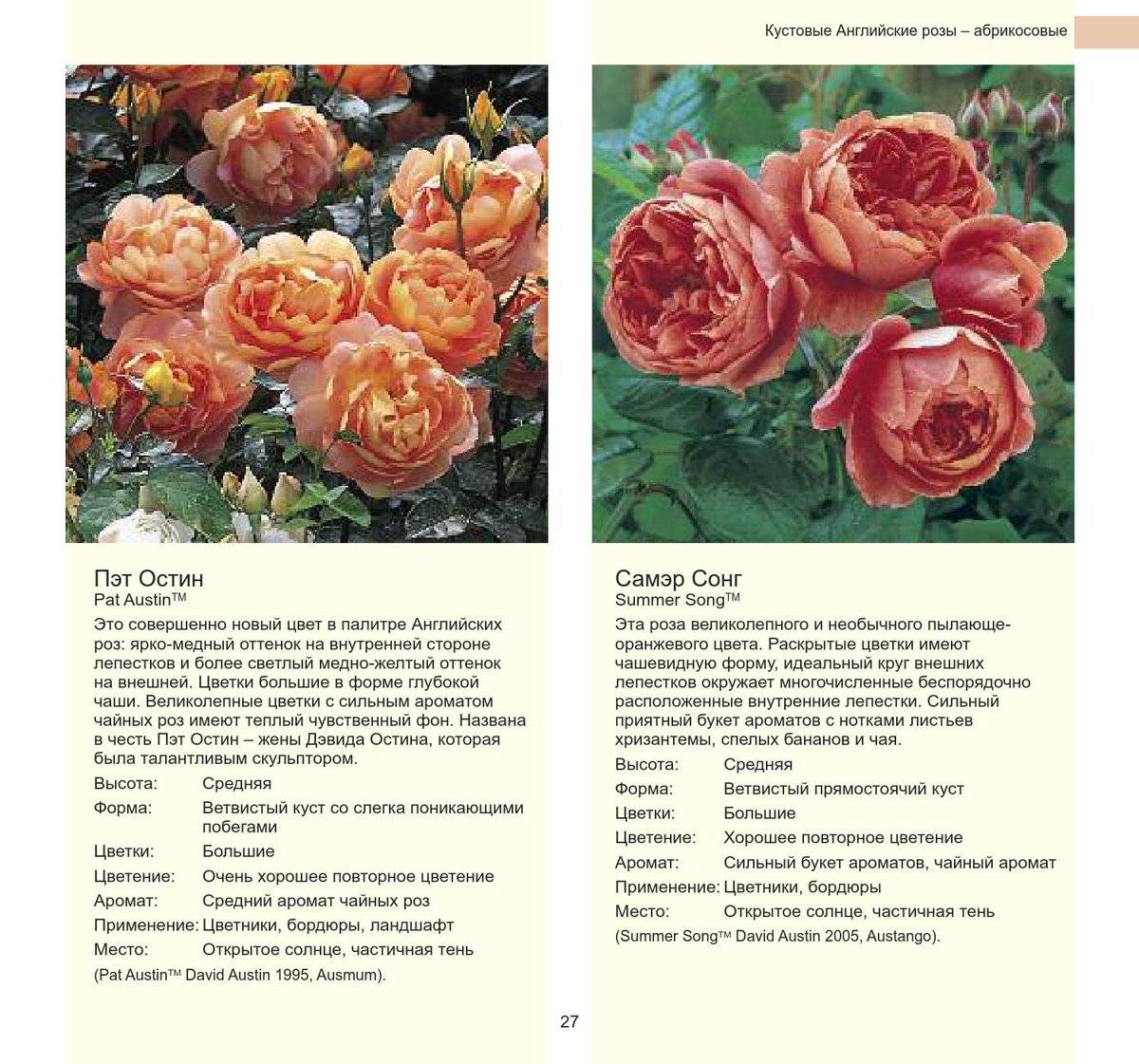 Роза плетистая лагуна фото и описание отзывы