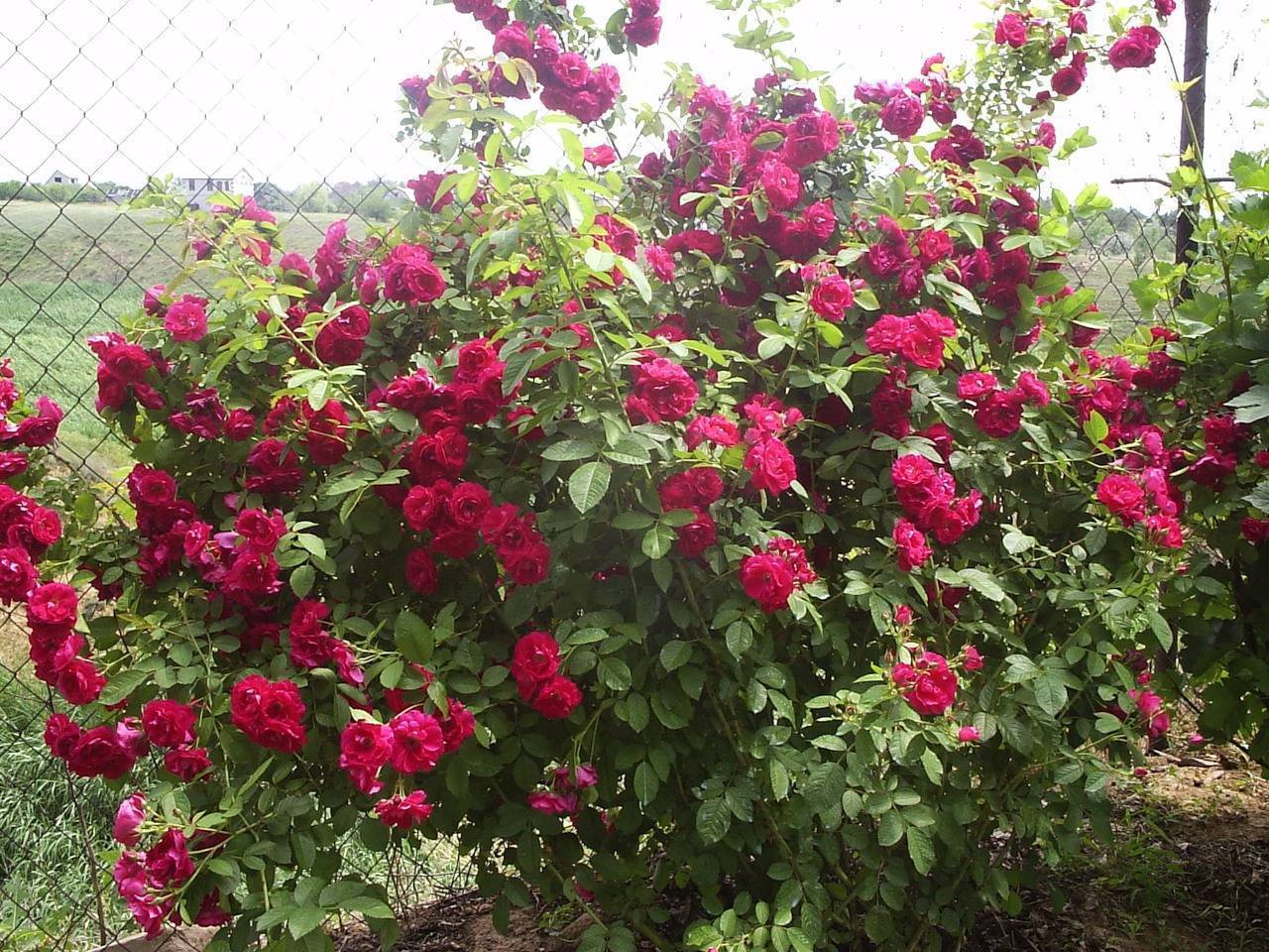 Что значит роза парковая. парковые розы что это такое, чем отличаются от кустовых, посадка и уход