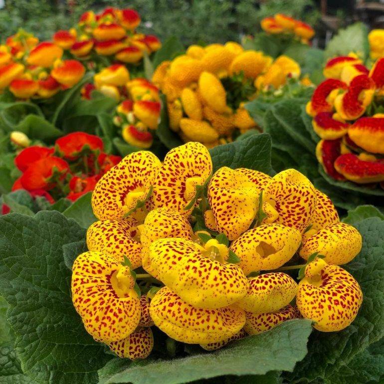 Как наслаждаться цветением кальцеолярии каждый год? выращивание из семян. уход в домашних условиях. фото — ботаничка