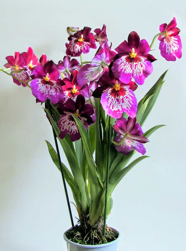 Мильтония – уход в домашних условиях. выращивание орхидеи мильтонии, пересадка и размножение. описание, виды. фото