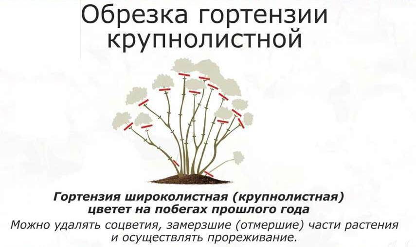 Как правильно обрезать комнатное растение | flori-da.ru