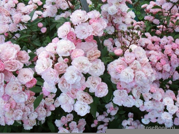 Пинк флойд роза - описание и характеристики, советы по выращиванию | розоцвет