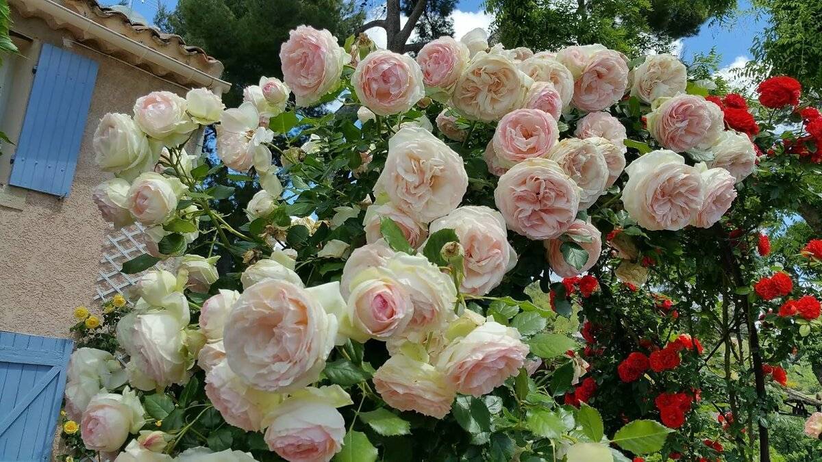 Плетистая роза: посадка и уход в открытом грунте. фото и видео