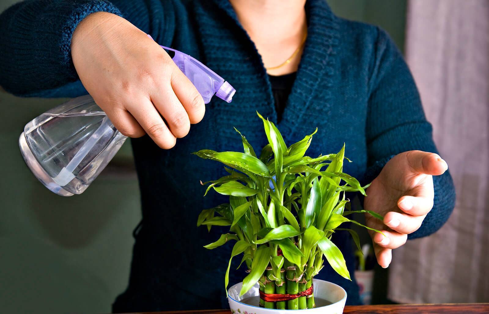 10 главных правил полива комнатных растений