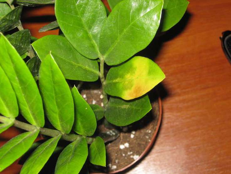 Почему желтеют листья у замиокулькаса: причина и что делать
