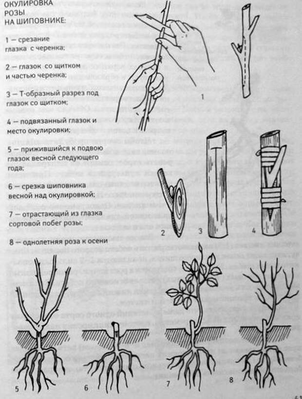 Как привить розу на шиповник весной - агро журнал "ru поле"