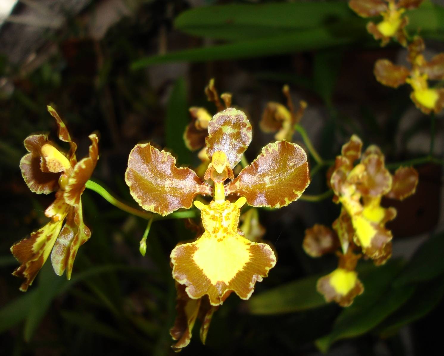 Орхидея онцидиум: описание сорта и уход в домашних условиях, а также фото вида oncidium твинкле и желтый и их пересадка
