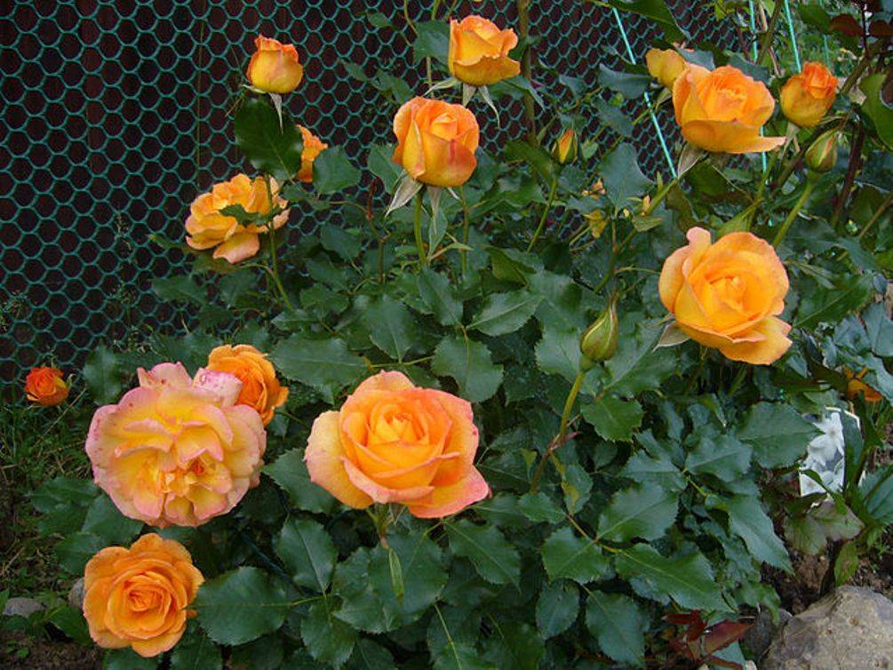 Розы шрабы: что это такое, отличительные черты и сорта
