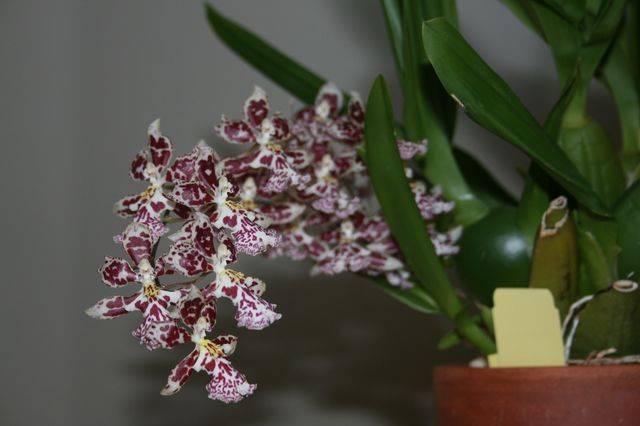 Орхидея лудизия драгоценная: уход в домашних условиях, популярные виды и сорта с фото земляного цветка, а также отличительные характеристики и советы по пересадке