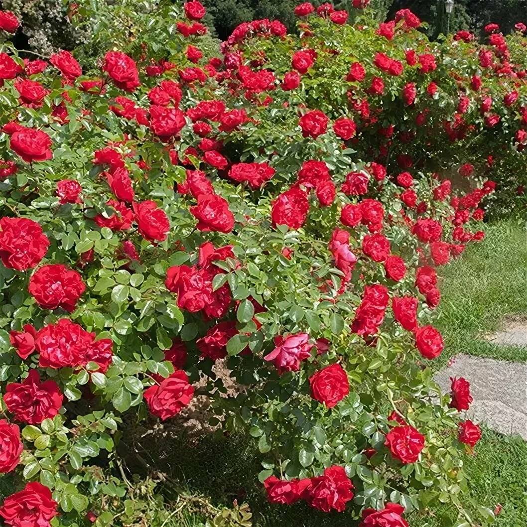 Роза скарлет: посадка и выращивание, фото, описание, отзывы