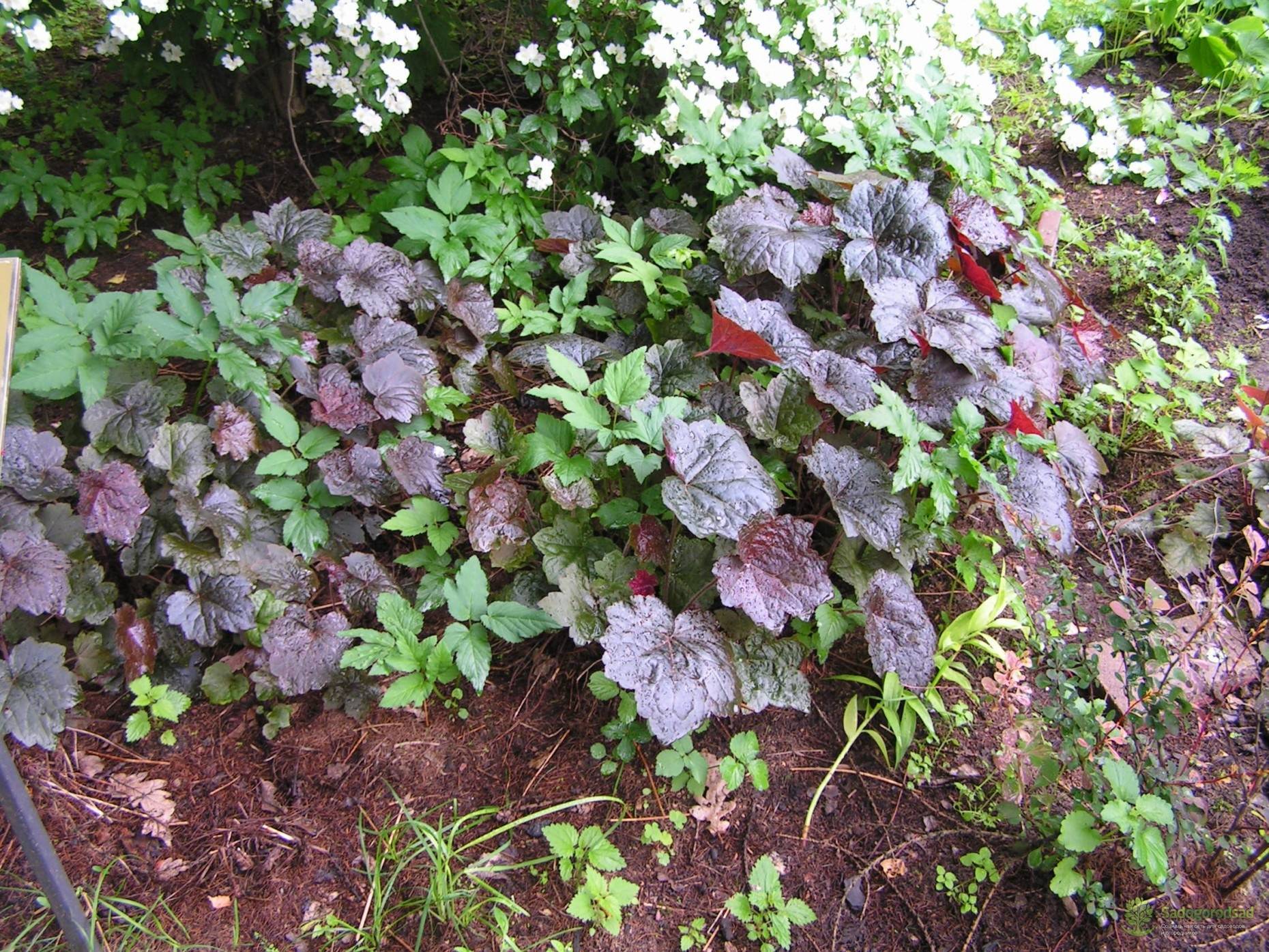 Узнайте подробнее о гейхере, особенностях ее выращивания в условиях домашнего сада