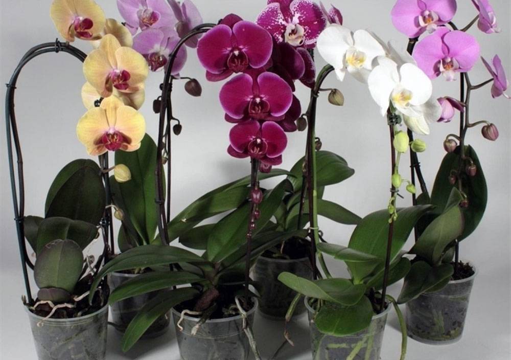 Почему не цветёт орхидея: причины и способы решения проблемы