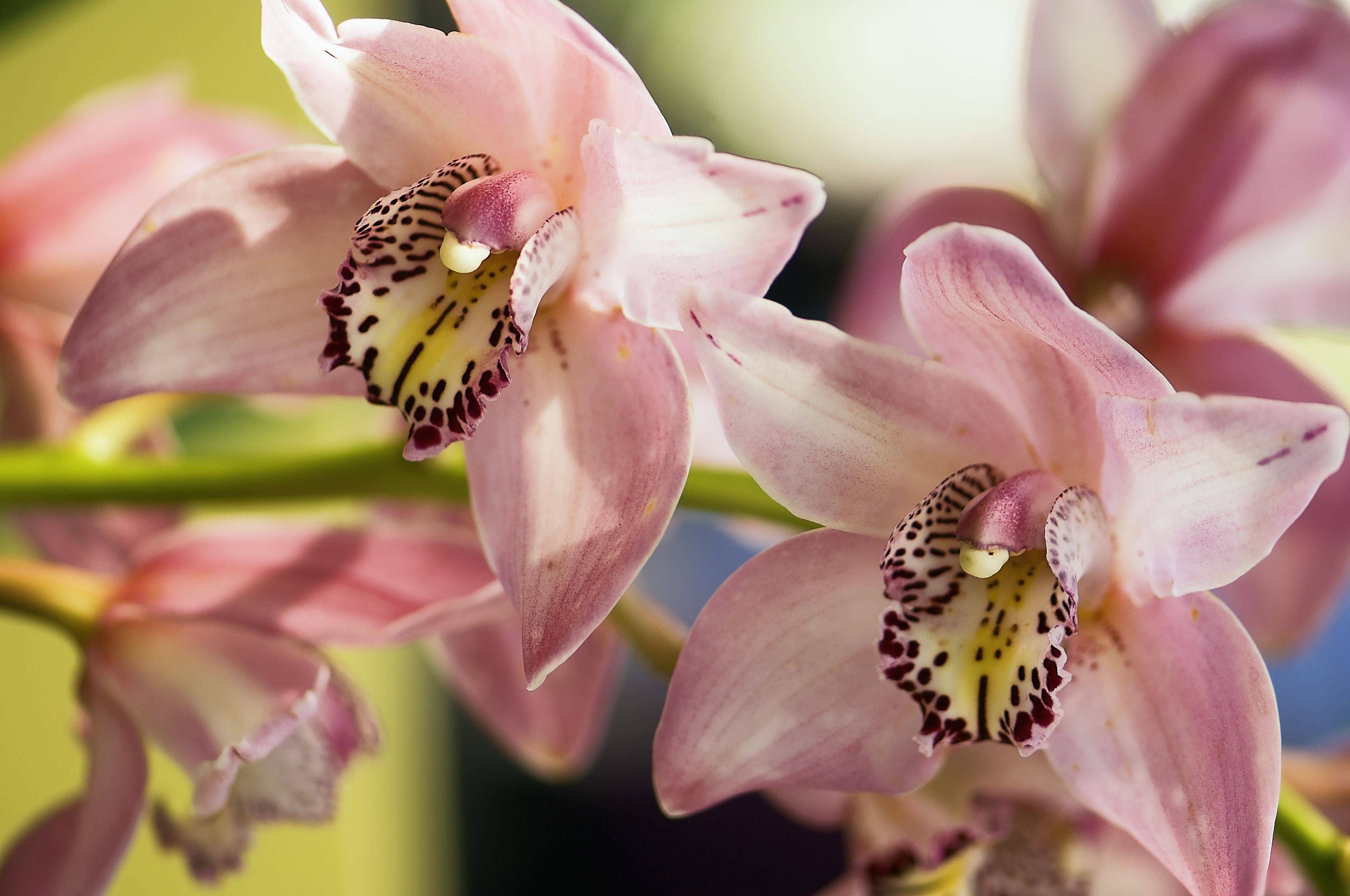 Орхидея цимбидиум: описание сорта с фото, посадка и уход в домашних условиях, пересадка, размножение
