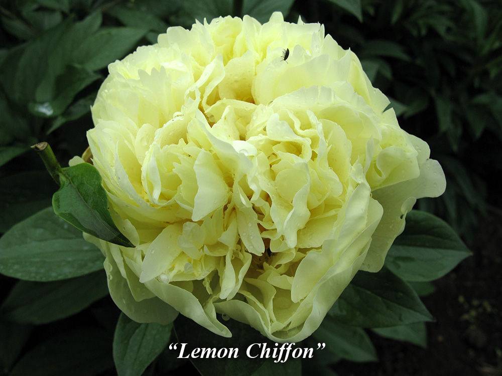 Пион «лемон шифон»: нежнейшее растение для вашего сада