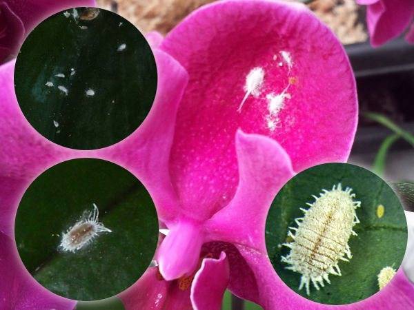 Как избавиться от белых жучков на орхидее