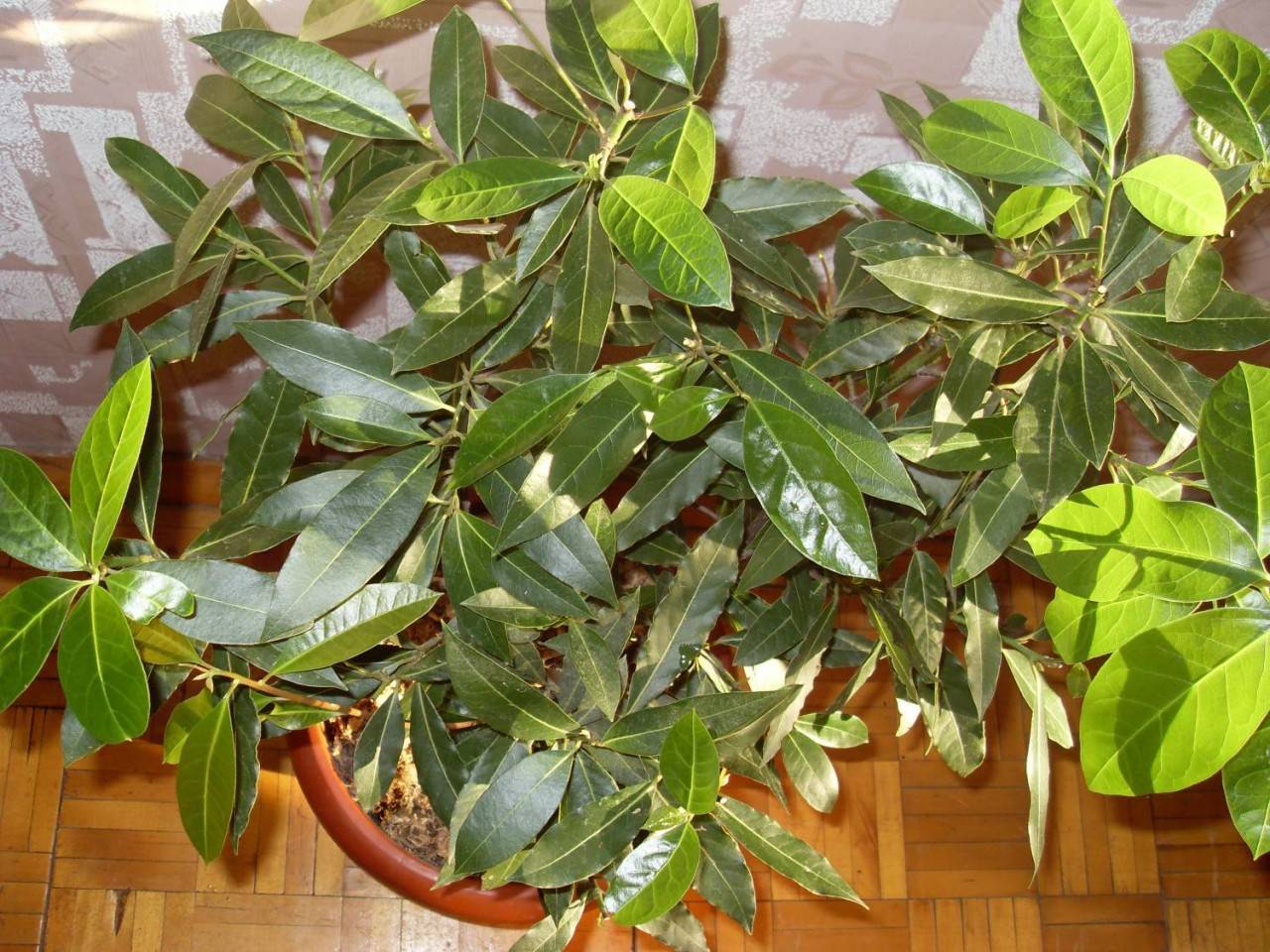 Лавровое дерево, выращивание в домашних условиях