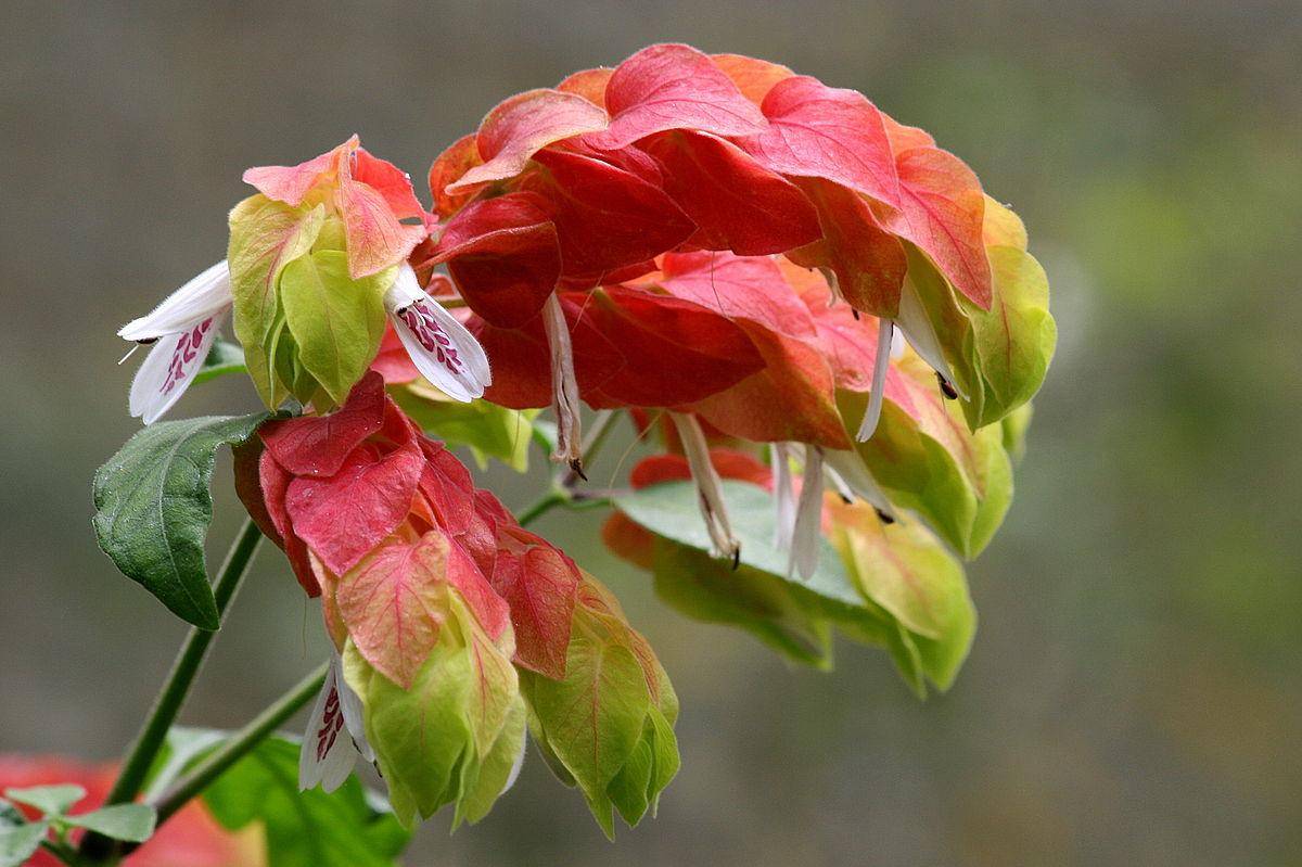 Белопероне цветок. описание, особенности, виды и уход за белопероне
