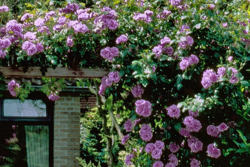 Роза плетистая индиголетта: описание и характеристики сорта, посадка и уход