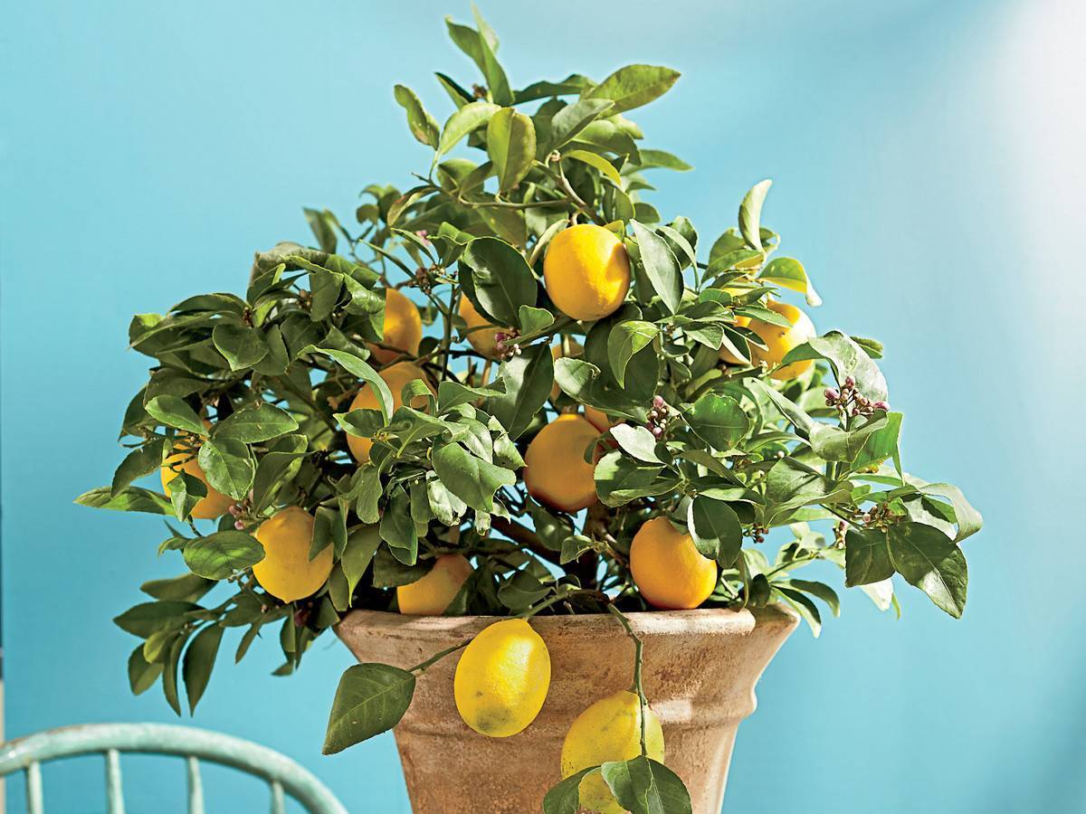 Как вырастить лимон в домашних условиях, сорта с фото