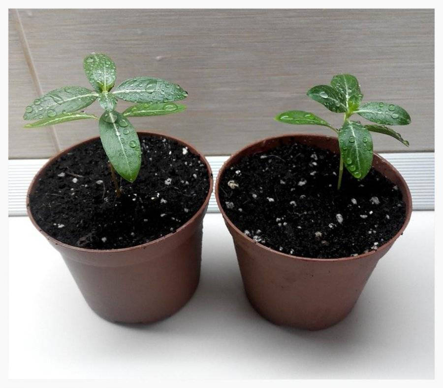 Посадка семян катарантуса на рассаду в домашних условиях: выращивание, борьба с болезнями и вредителями | садоводство и огородничество
