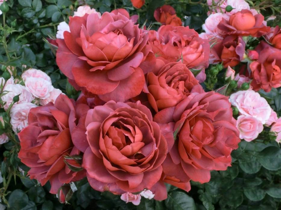 Роза флорибунда: топ 12 сортов, посадка и уход в открытом грунте для новичков
