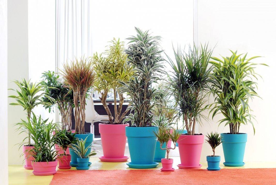Лучшие комнатные растения, топ-10 рейтинг хороших растений в квартиру