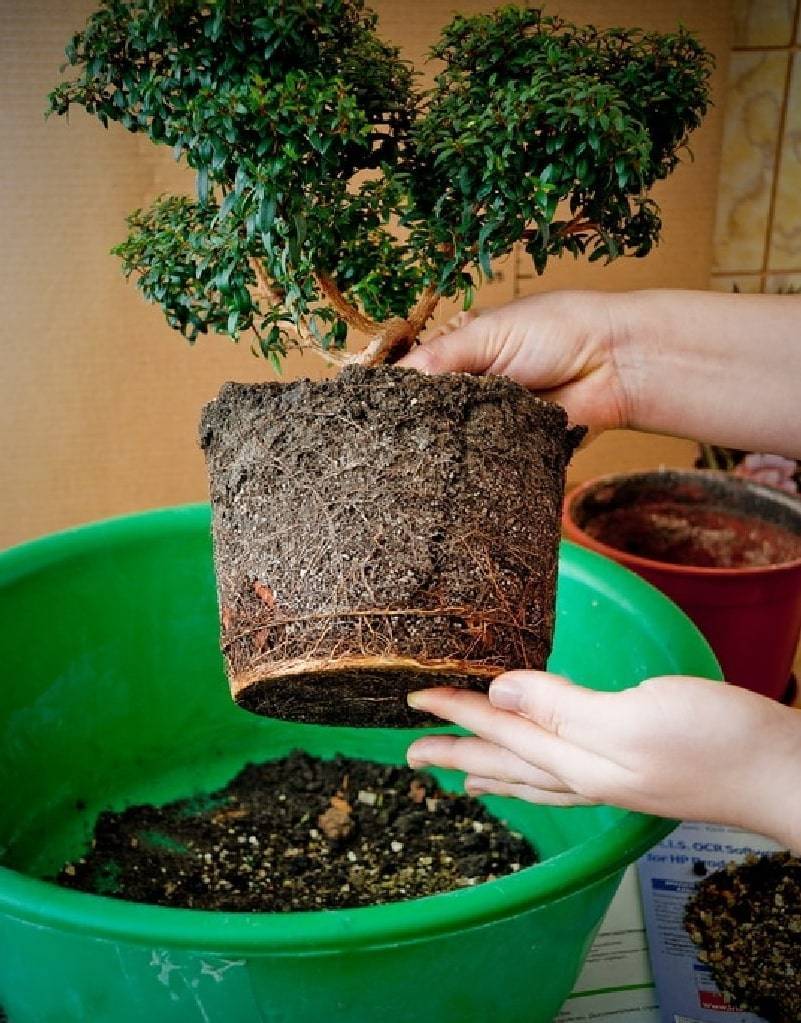 Как вырастить миниатюрное дерево бонсай у себя дома - sadalisa.ru все о цветах и растениях