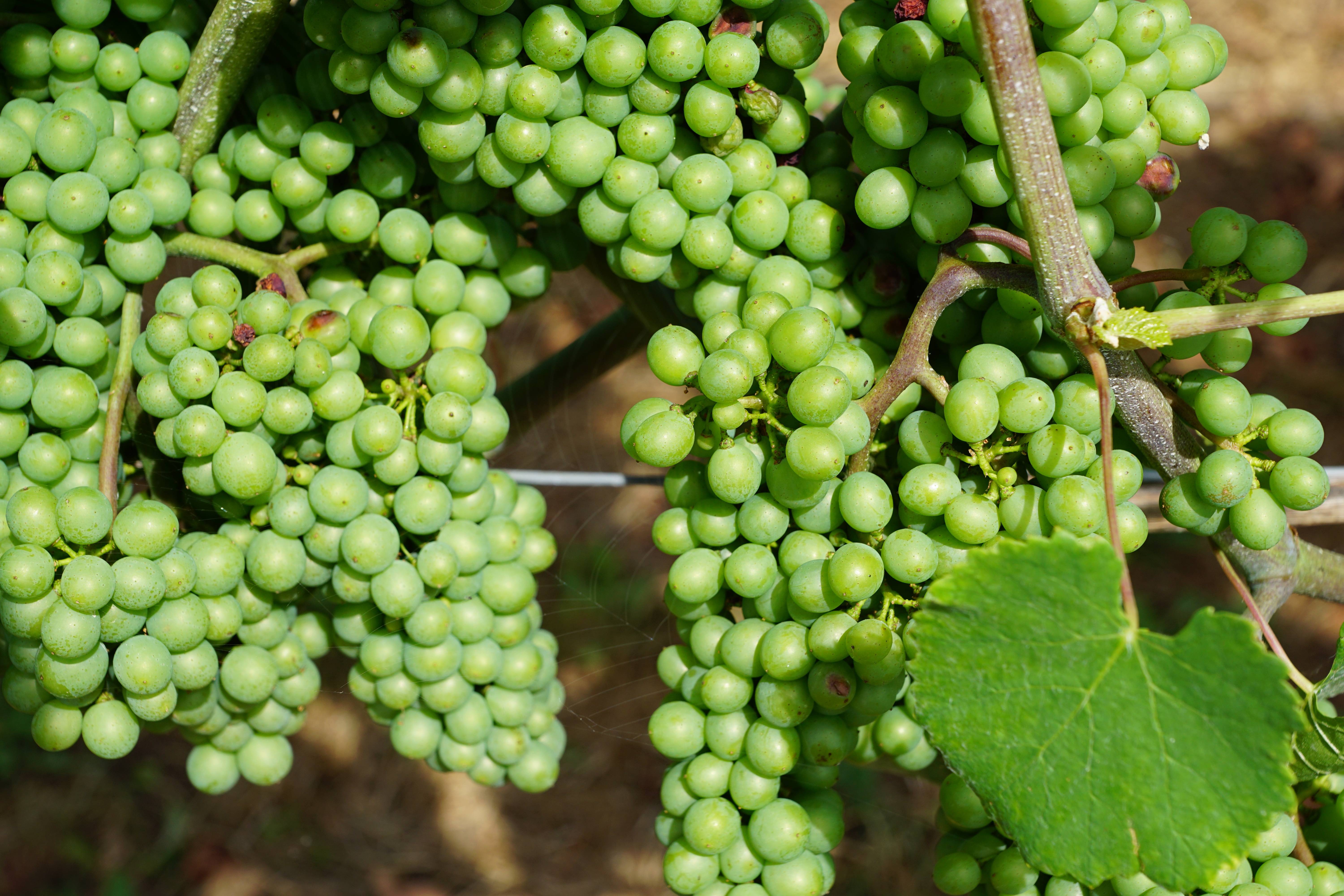 Уход за виноградом: весной, летом, осенью, основные правила выращивания