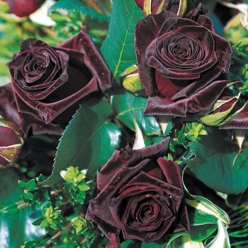 Роза black baccara - чайно-гибридный сорт: описание, уход, размножение блэк баккара