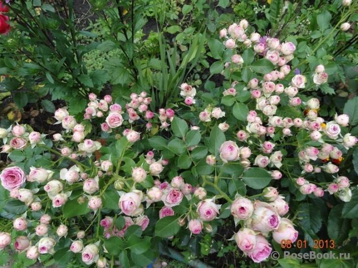 Mimi eden – двухцветная спрей-роза на миниатюрном кустарнике от meilland