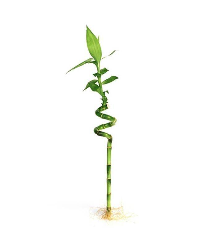 Декоративный бамбук — как растет, можно ли держать цветок в домашних условиях?