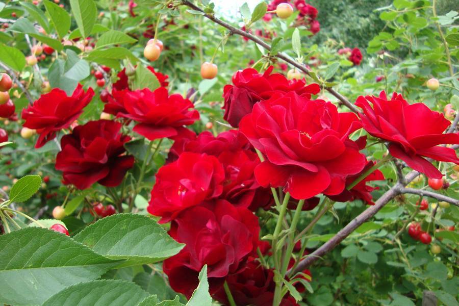 Канадские розы: сорта, фото, описание, посадка и уход