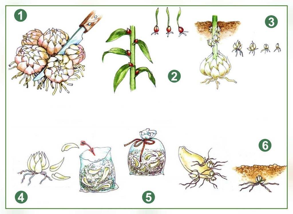 Цветок полисциас: 10 видов с фото, основные правила ухода