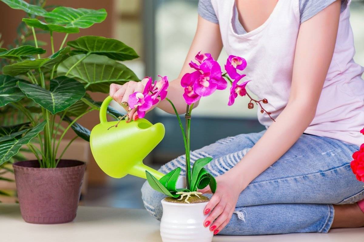 Почему не цветет орхидея, причины, как исправить
