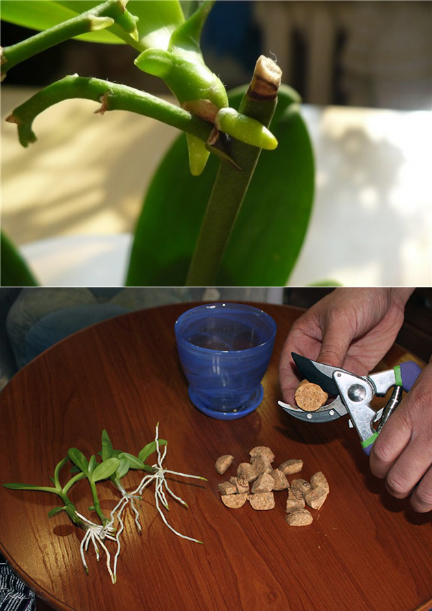 Орхидея уход в домашних условиях: варианты размножения и посадки цветка